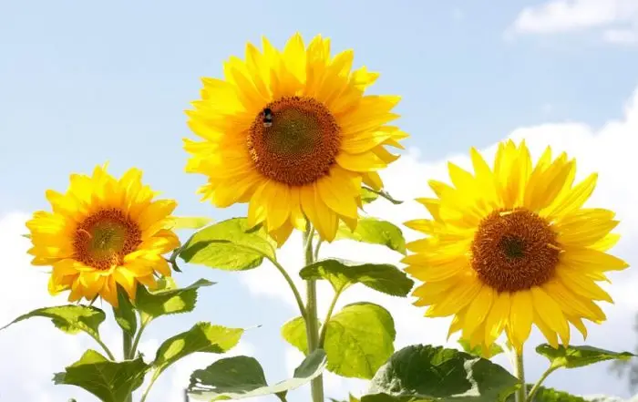 Sunflower in garden