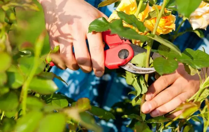 Garden Clippers in action