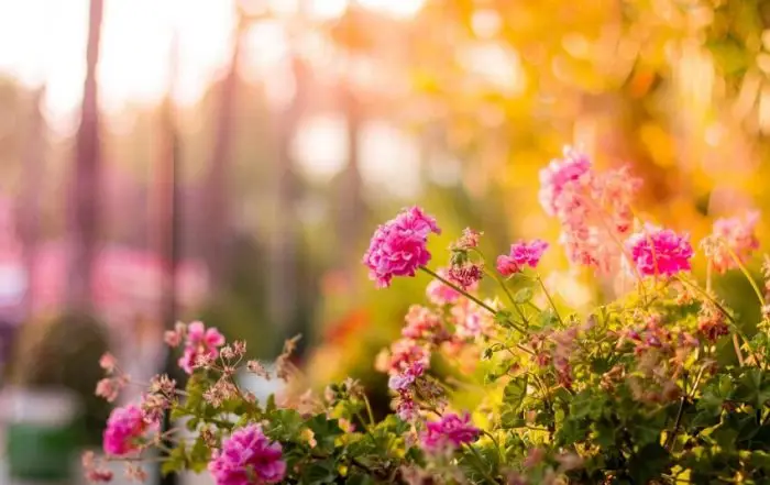 pretty flowers in garden