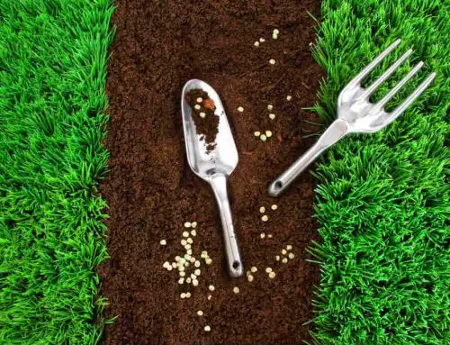 How to Grow Grass From Seeds