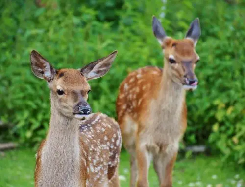 5 Ways to Prevent Deer from Damaging Your Property